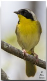 Paruline Masque Mle - Male Common Yellowthroat