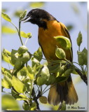 Oriole du Nord Mle - Male Northern Oriole