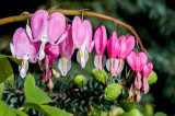 Jardin Botanique_1