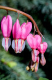 Jardin Botanique_2