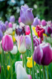 Jardin Botanique_6