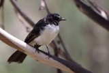 Willie Wagtail (Rhipidura leucophrys)