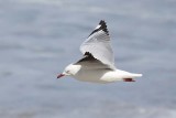 Silver Gull (Chroicocephalus novahollandiae)