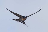 Welcome Swallow (Hirundo neoxena)