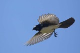 Willie Wagtail (Rhipidura leucophrys)