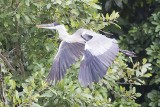 Cocoi Heron (Ardea cocoi)