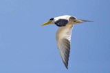 Large-billed Tern (Phaethusa simplex)