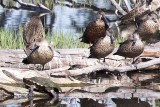 Australasian Shoveler (Anas rhynchotis) -- male, sitting with grey teal and long-necked turtle