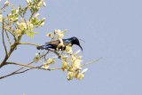 Purple Sunbird (Nectarinia asiatica)