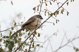 Yellow-eyed Babbler (Chrysomma sinense)