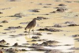 Chinese Pond Heron (Ardeola bacchus)