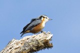 White-browed Nuthatch (Sitta victoriae)