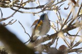 Orange-flanked Bush Robin (Tarsiger cyanurus)