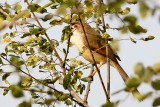 Yellow-eyed Babbler (Chrysomma sinense)