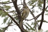 Yellow-faced Honeyeater (Lichenostromus chrysops)