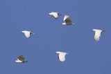 Sulphur-crested Cockatoo (Cacatua galerita)