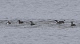 Red-throated Divers (Gavia stellata)