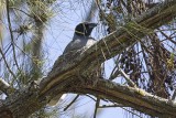 Black-faced Cuckoo-shrike (Coracina novaehollandiae) -- on nest