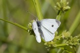 Cabbage White (Pieris rapae)