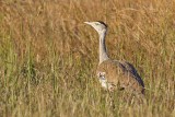 Australian Bustard (Ardeotis australis)