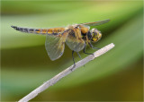 Four-Spotted Chaser