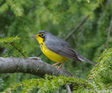 Canada Warbler-2.jpg