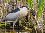 Black crowned night heron-4.jpg