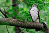 Accipiter trivirgatus - Crested Goshawk