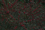 SDIM5570.jpg