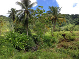 IMG_1089.jpg