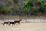 20150423 - Antigua - 0145.jpg