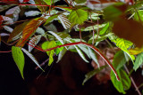 20160216 - Costa Rica (Bug Lady Tour) - 090.jpg