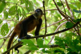 20160217 - Costa Rica (Sirena Tour) - 211.jpg