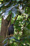 20160217 - Costa Rica (Sirena Tour) - 237.jpg