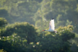 20160218 - Costa Rica (Mangrove Tour) - 117.jpg