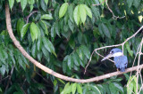 20160218 - Costa Rica (Mangrove Tour) - 266.jpg
