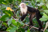 20160218 - Costa Rica (Mangrove Tour) - 388.jpg
