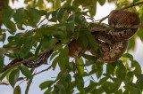 20160218 - Costa Rica (Mangrove Tour) - 502.jpg
