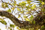 20160218 - Costa Rica (Mangrove Tour) - 554.jpg