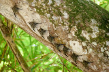 20160218 - Costa Rica (Mangrove Tour) - 598.jpg