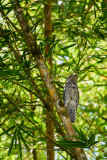 20160218 - Costa Rica (Mangrove Tour) - 603.jpg