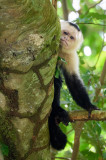 20160218 - Costa Rica (Mangrove Tour) - 622.jpg