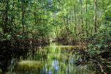 20160218 - Costa Rica (Mangrove Tour) - 691.jpg
