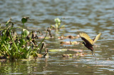 20160218 - Costa Rica (Mangrove Tour) - 743.jpg