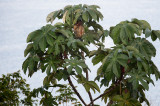 20160219 - Costa Rica (Cano Island Tour) - 035.jpg