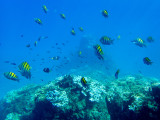 20160219 - Costa Rica (Cano Island Tour) - 118.jpg