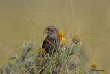 Seaside Sparrow