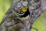 Black-throated Green Warbler