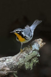 Yellow-throated Warbler