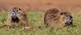 Baby Nutria